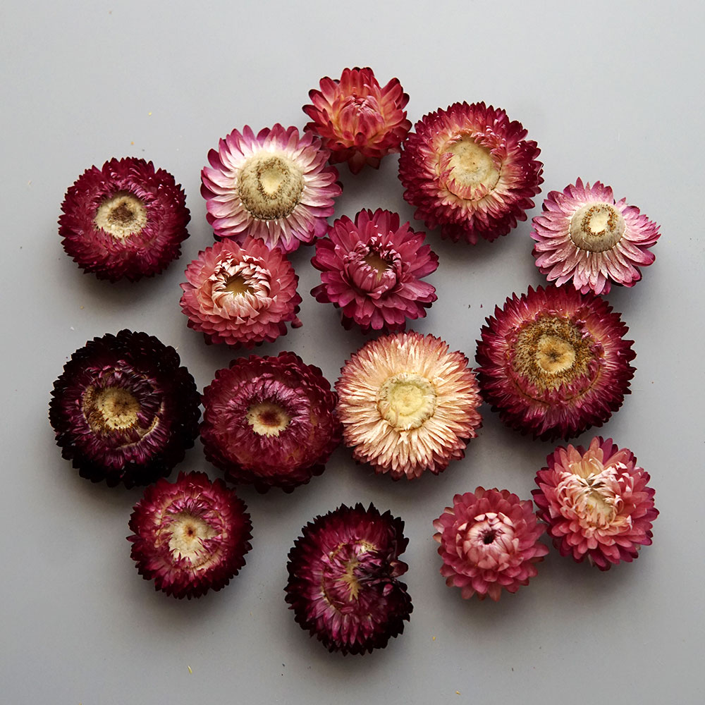 Natural Dried Colorful Chrysan - Candle Making Diy recension och pris